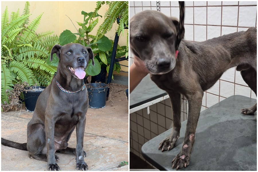 Após recuperação, cachorro vítima de maus-tratos é adotado