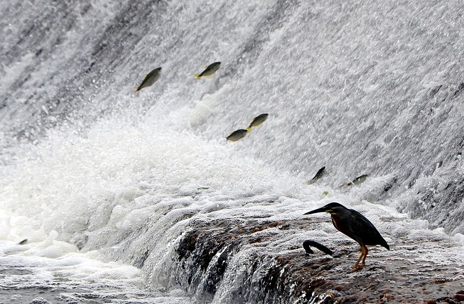 Piracema 2025/2026 termina neste sábado e pesca de espécies nativas será retomada na região