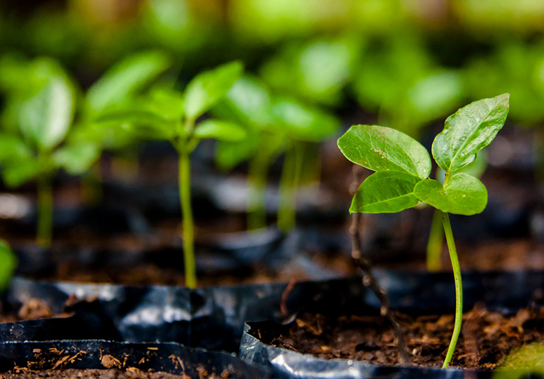 Prefeitura de Santa Rita distribui mudas e ervas medicinais de graça neste sábado (21)