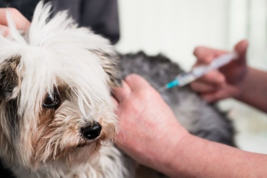 Campanha de vacinação para pets acontece neste domingo em Santa Rita
